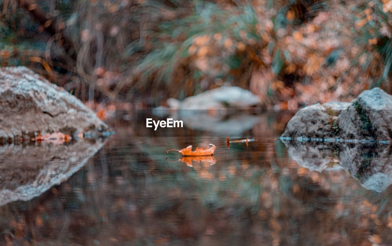 Close-up of rocks in lake during autumn