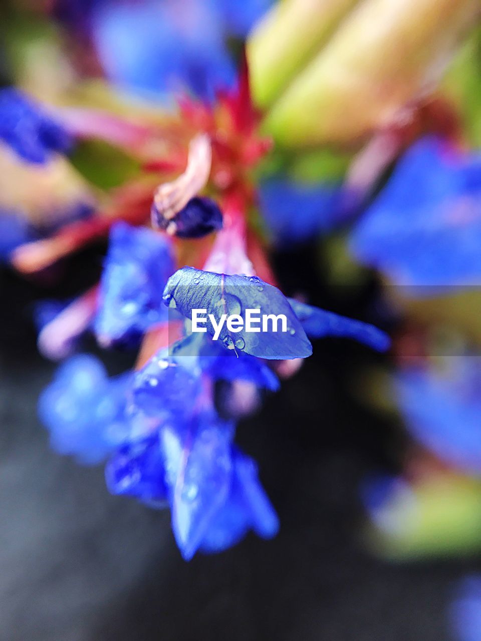 CLOSE-UP OF WATER DROPS ON BLUE FLOWER