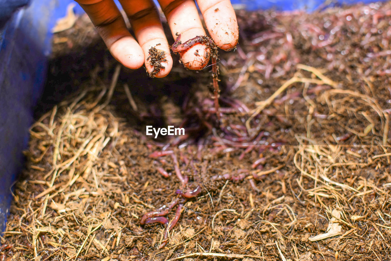 soil, hand, crop, one person, agriculture, animal, animal themes, occupation, food, food and drink, nature, adult, harvesting, outdoors, day, plant, close-up, working, finger, focus on foreground, dry, organic, land