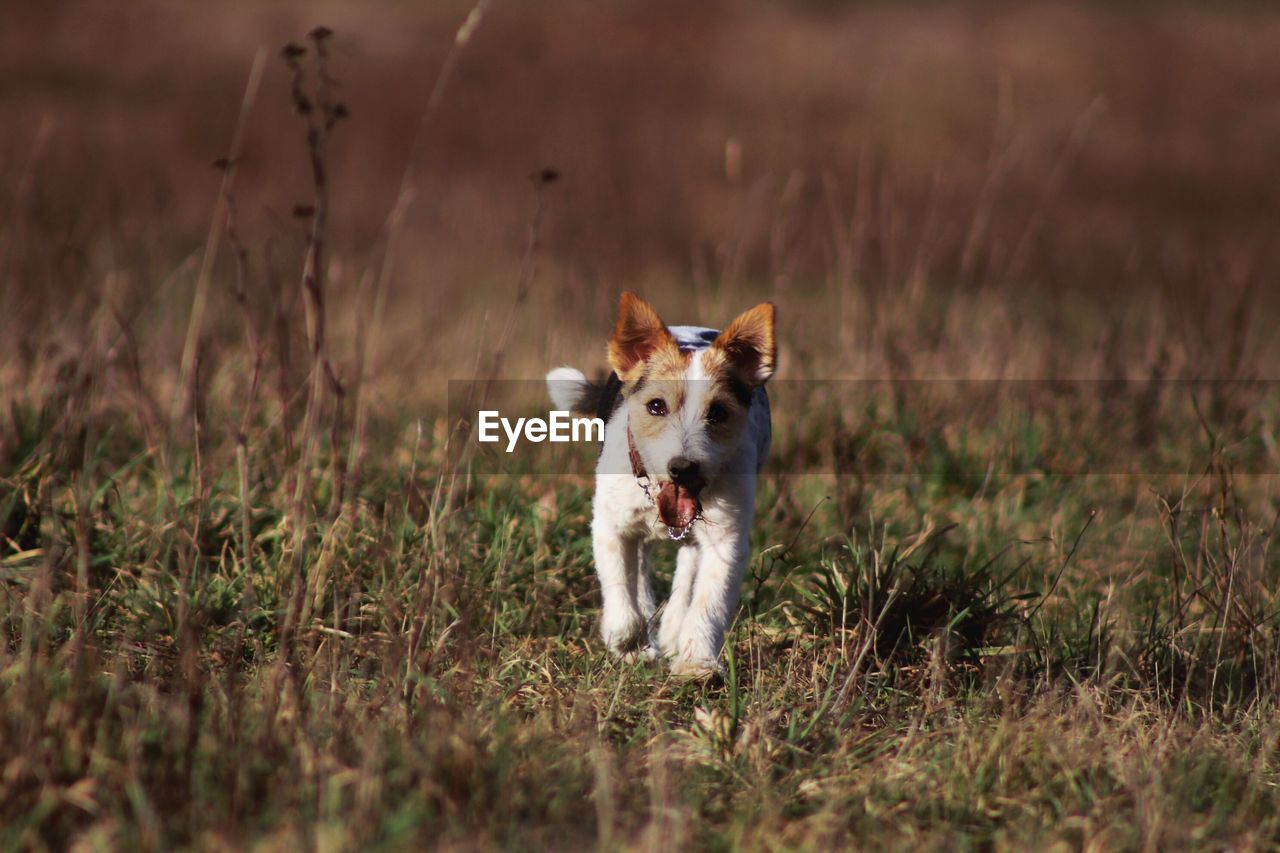 Portrait of dog running in field