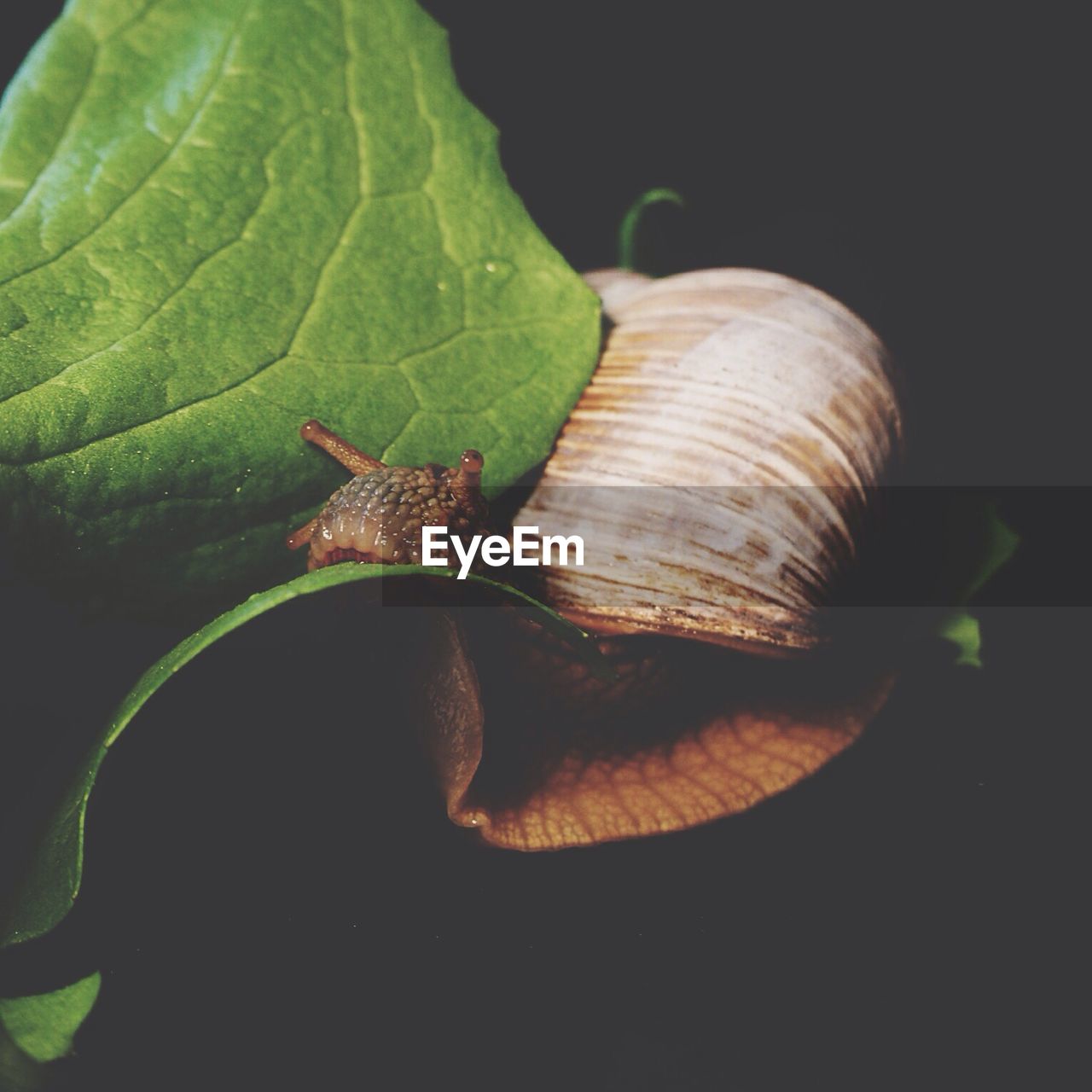 Close-up of snail on leaf