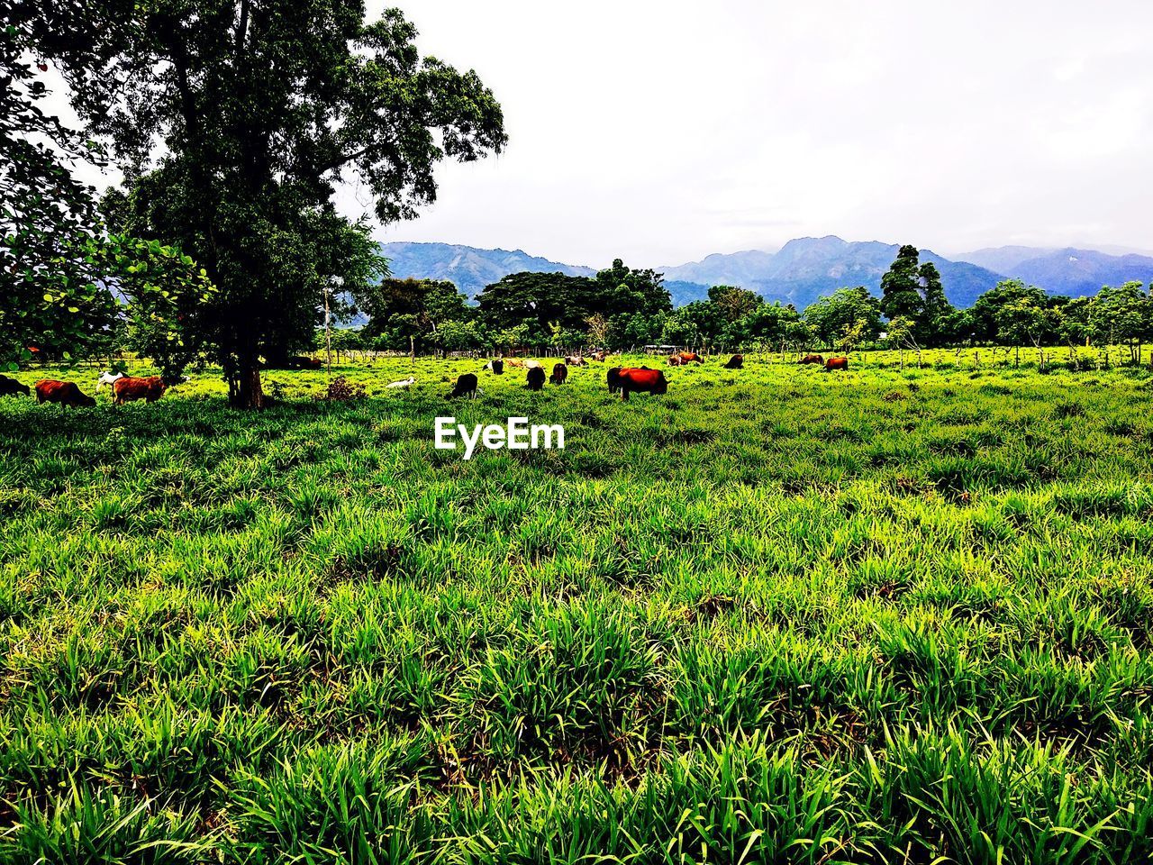 PLANTS GROWING ON FIELD