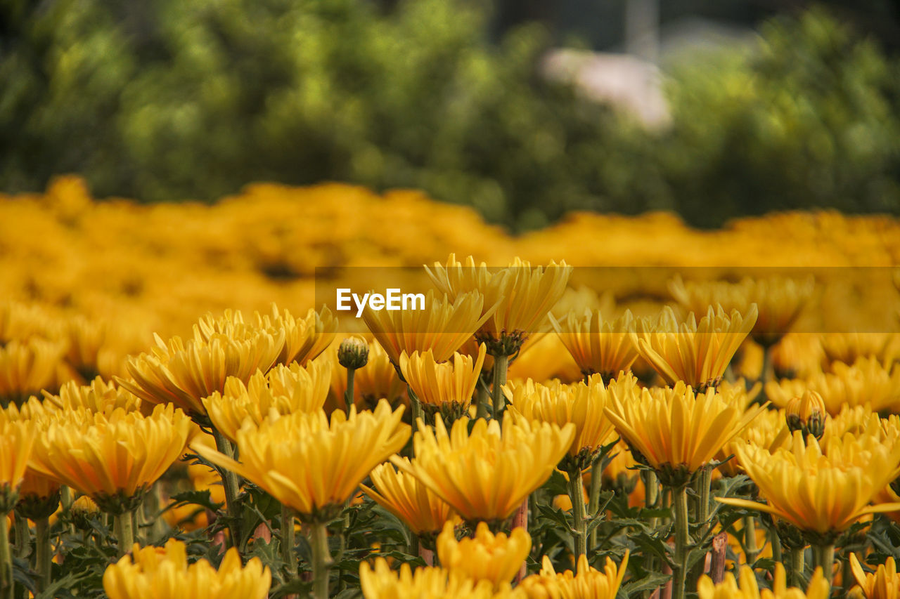 CLOSE-UP OF YELLOW FLOWERING PLANTS