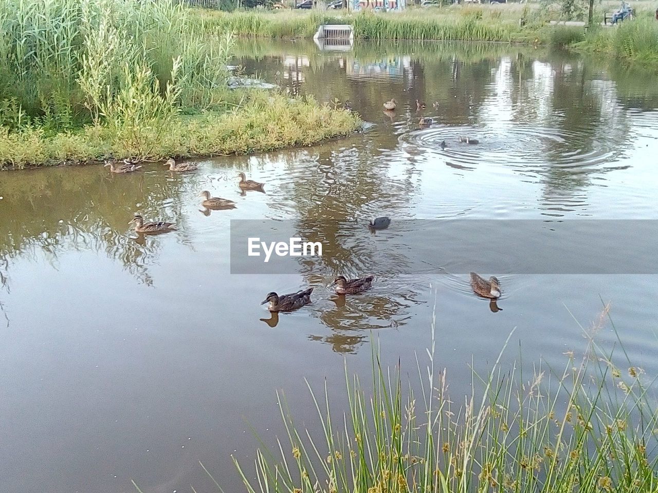 BIRDS SWIMMING IN LAKE