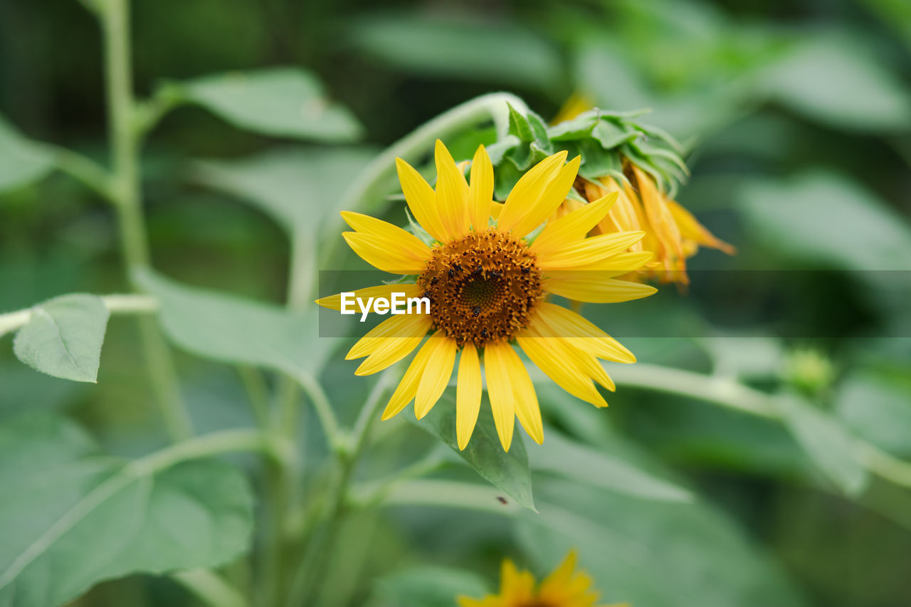 CLOSE-UP OF YELLOW FLOWERING PLANT ON LEAF