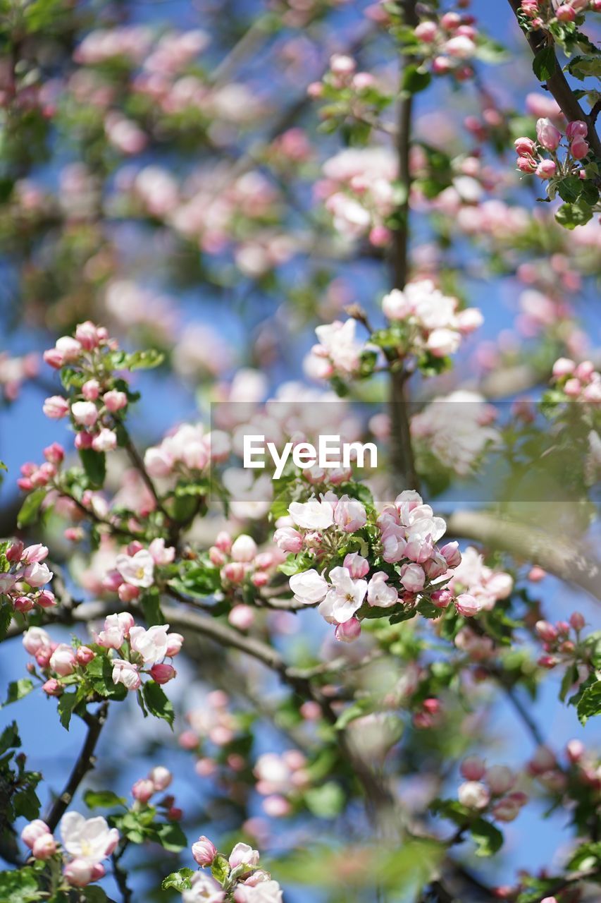 Close up of white pink apple blossom against blue sky in spring