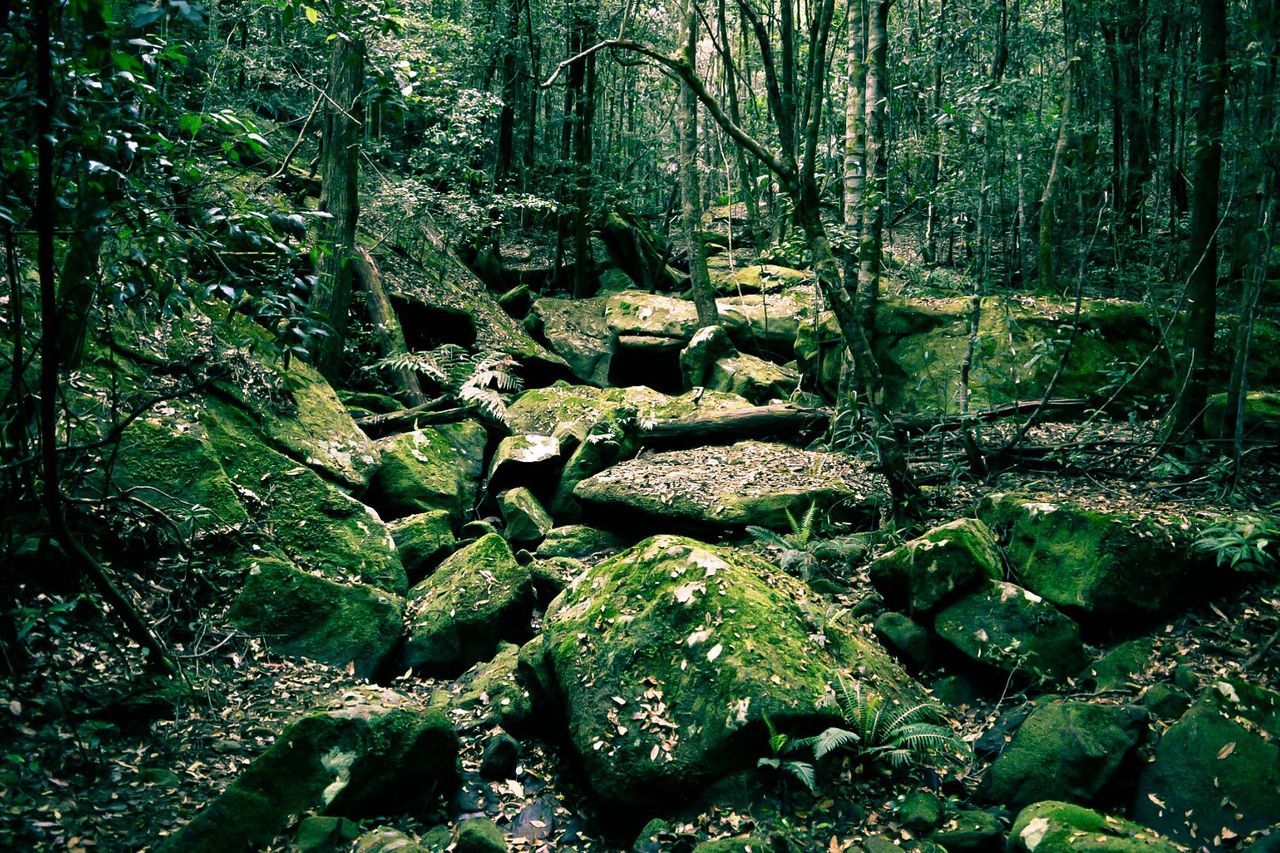 Large rocks in forest