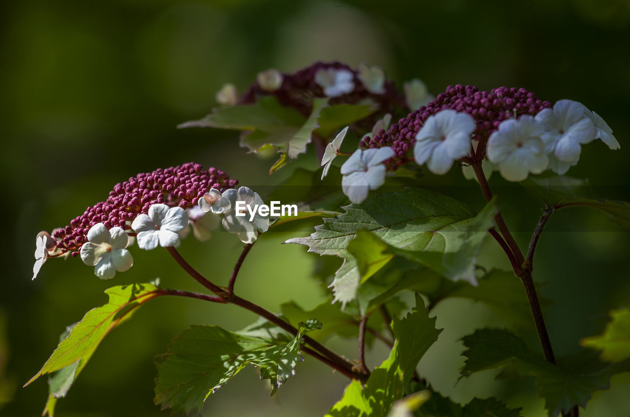 Close-up of white flowering plant