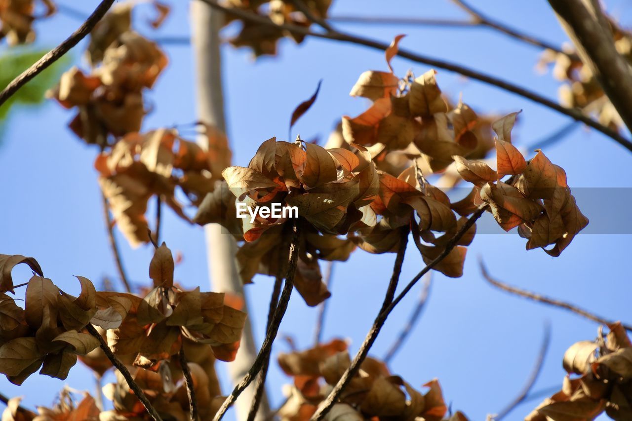 CLOSE-UP OF DRIED LEAVES ON PLANT