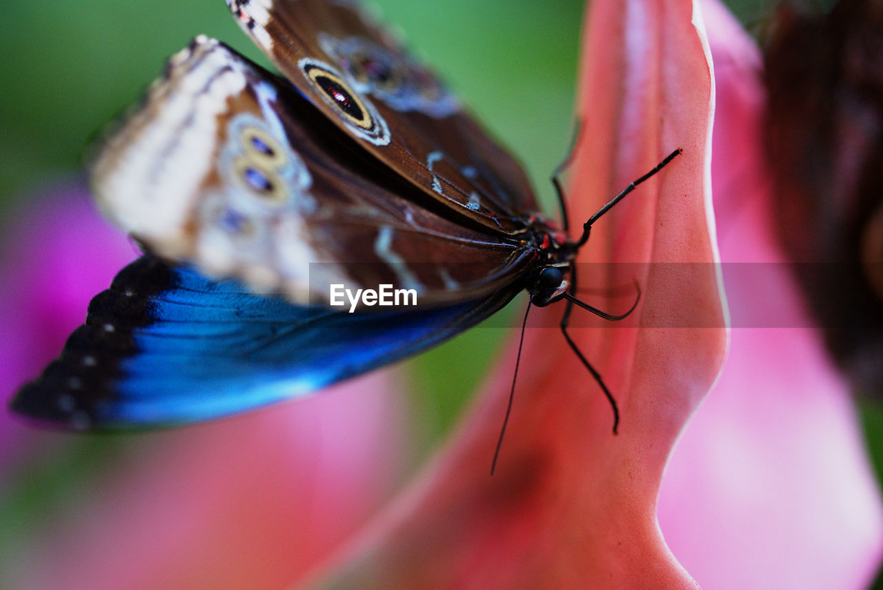 Close-up of butterfly on leaf