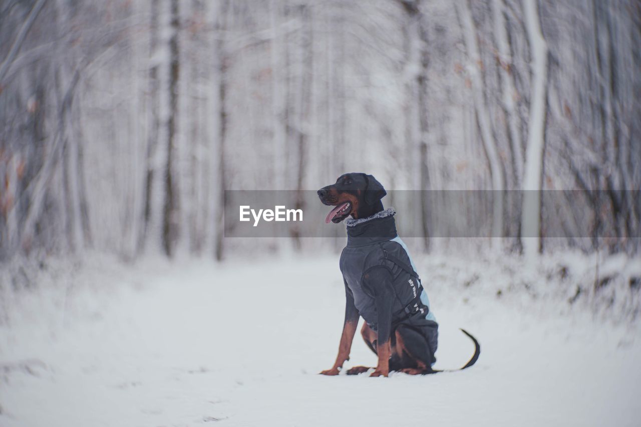 Black doberman in snowy snow forest