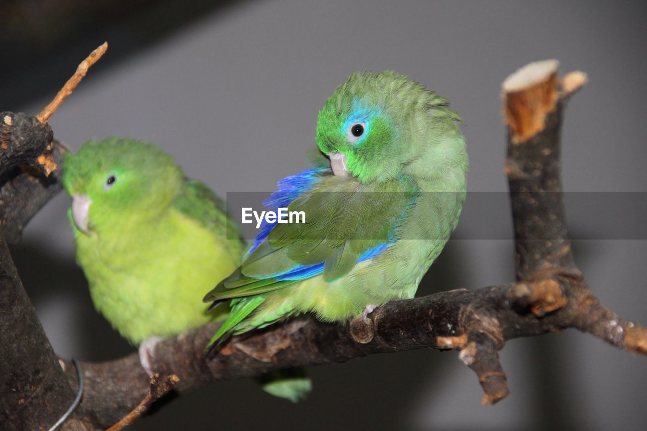 Close-up of parrots perching on branch