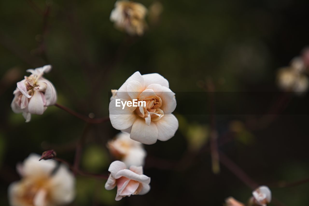 CLOSE-UP OF CHERRY BLOSSOM