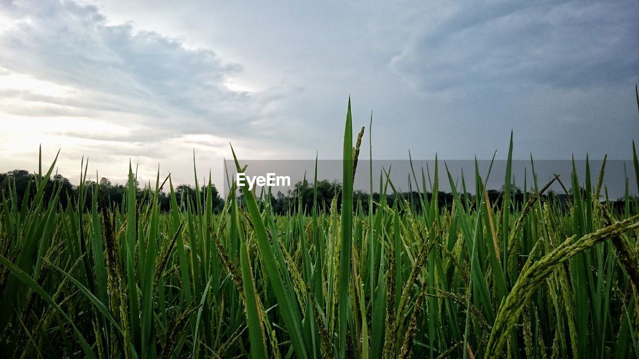 CROPS GROWING ON FIELD