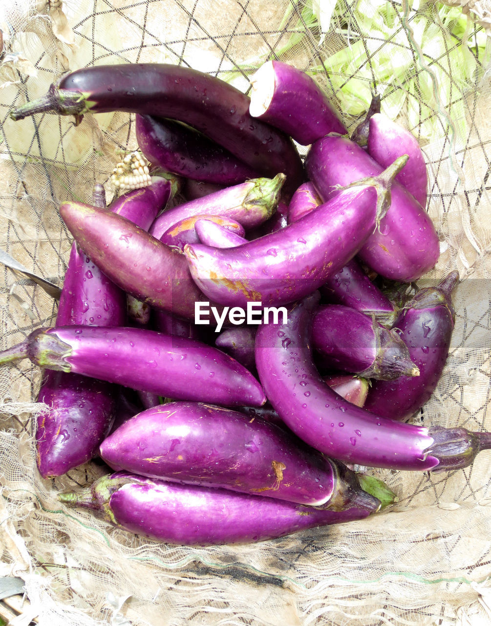 CLOSE UP OF PURPLE CHILI