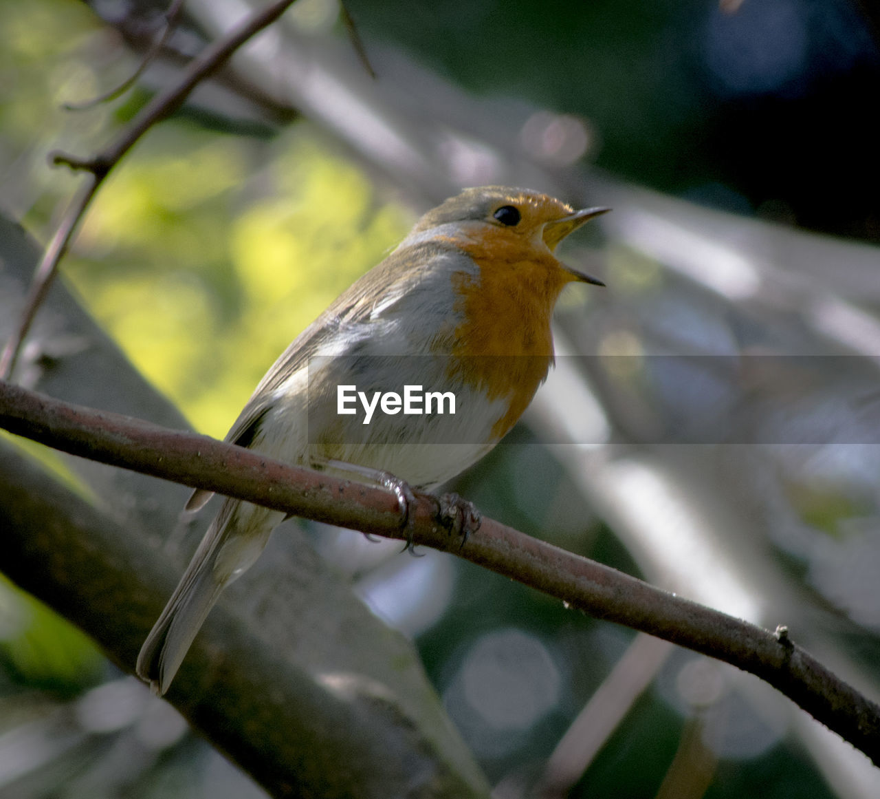 BIRD PERCHING ON TWIG