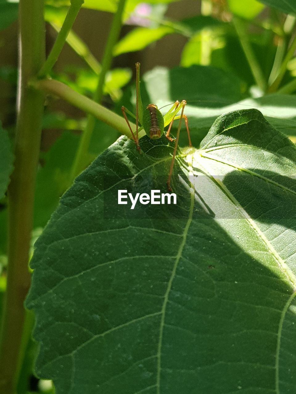 CLOSE-UP OF CATERPILLAR ON LEAF