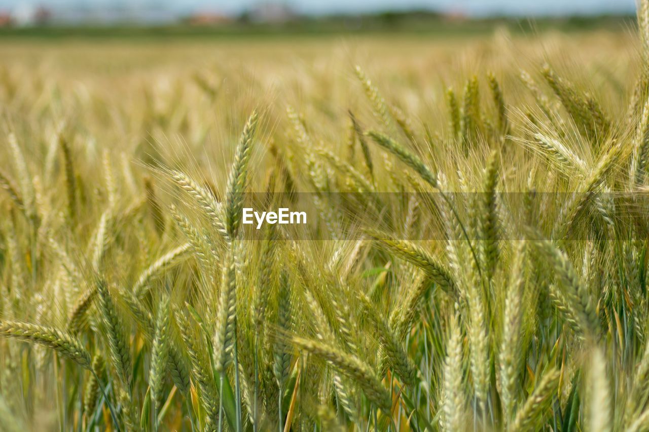 CLOSE-UP OF WHEAT CROPS