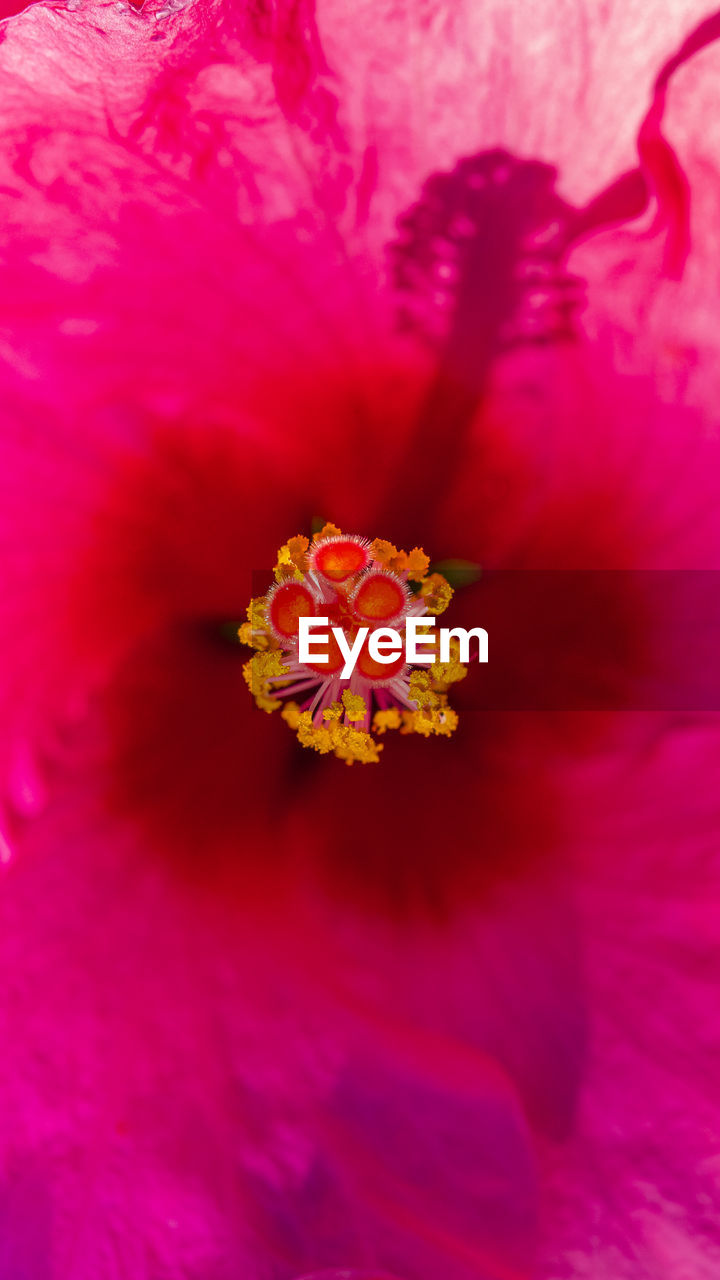 CLOSE-UP OF RED HIBISCUS