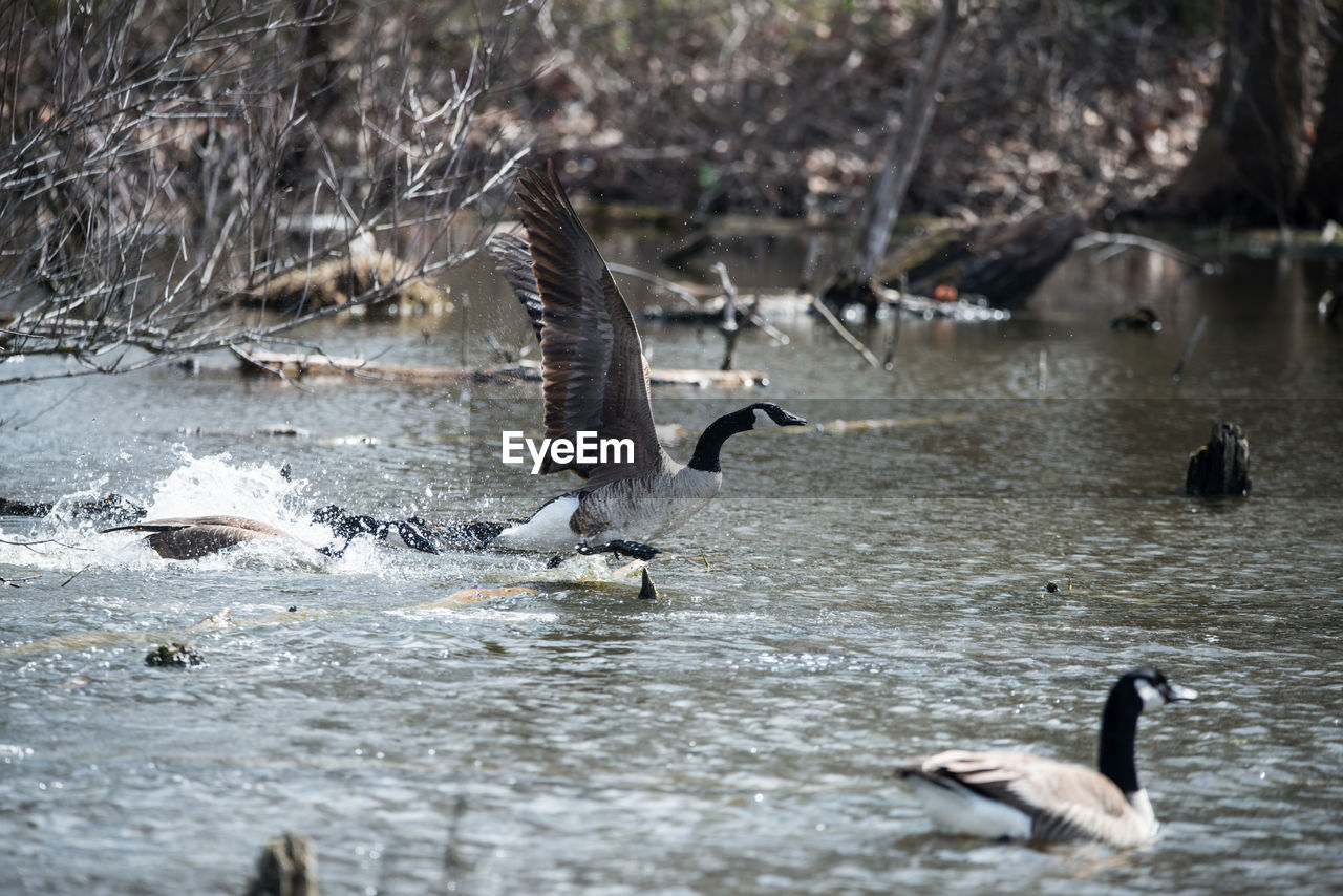 animal themes, animal wildlife, wildlife, animal, bird, water, group of animals, nature, flying, water bird, duck, no people, spread wings, ducks, geese and swans, lake, day, goose, outdoors, beauty in nature