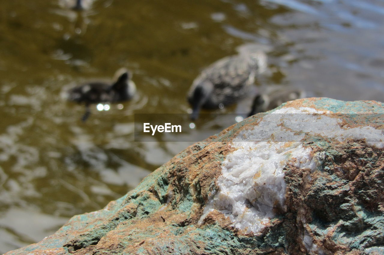 HIGH ANGLE VIEW OF BIRD SWIMMING ON ROCK