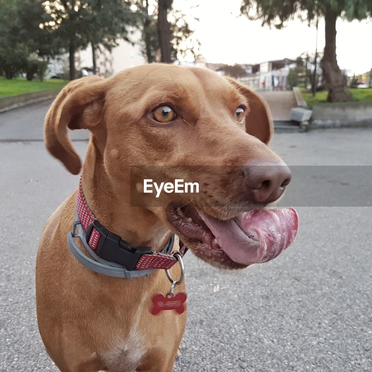 CLOSE-UP OF DOG STICKING OUT TONGUE IN PARK