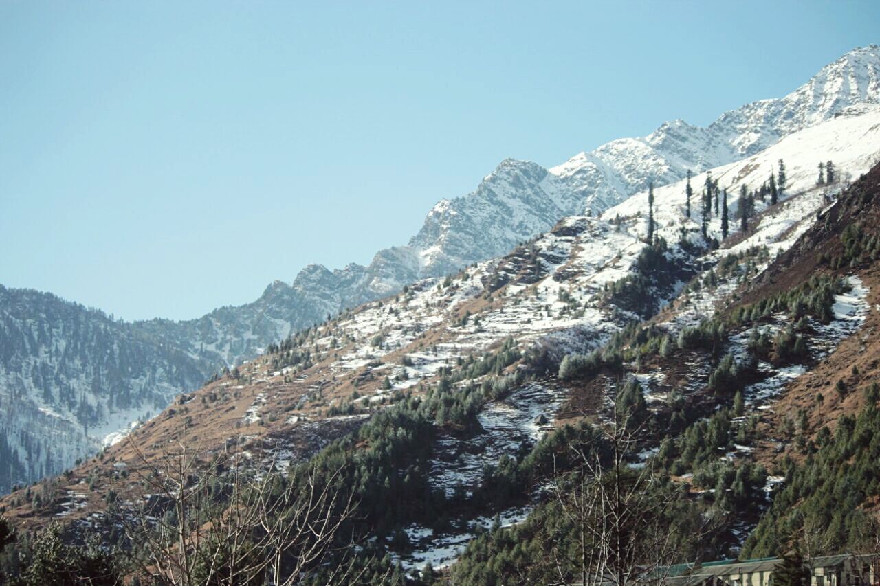 PINE TREES ON SNOWCAPPED MOUNTAIN