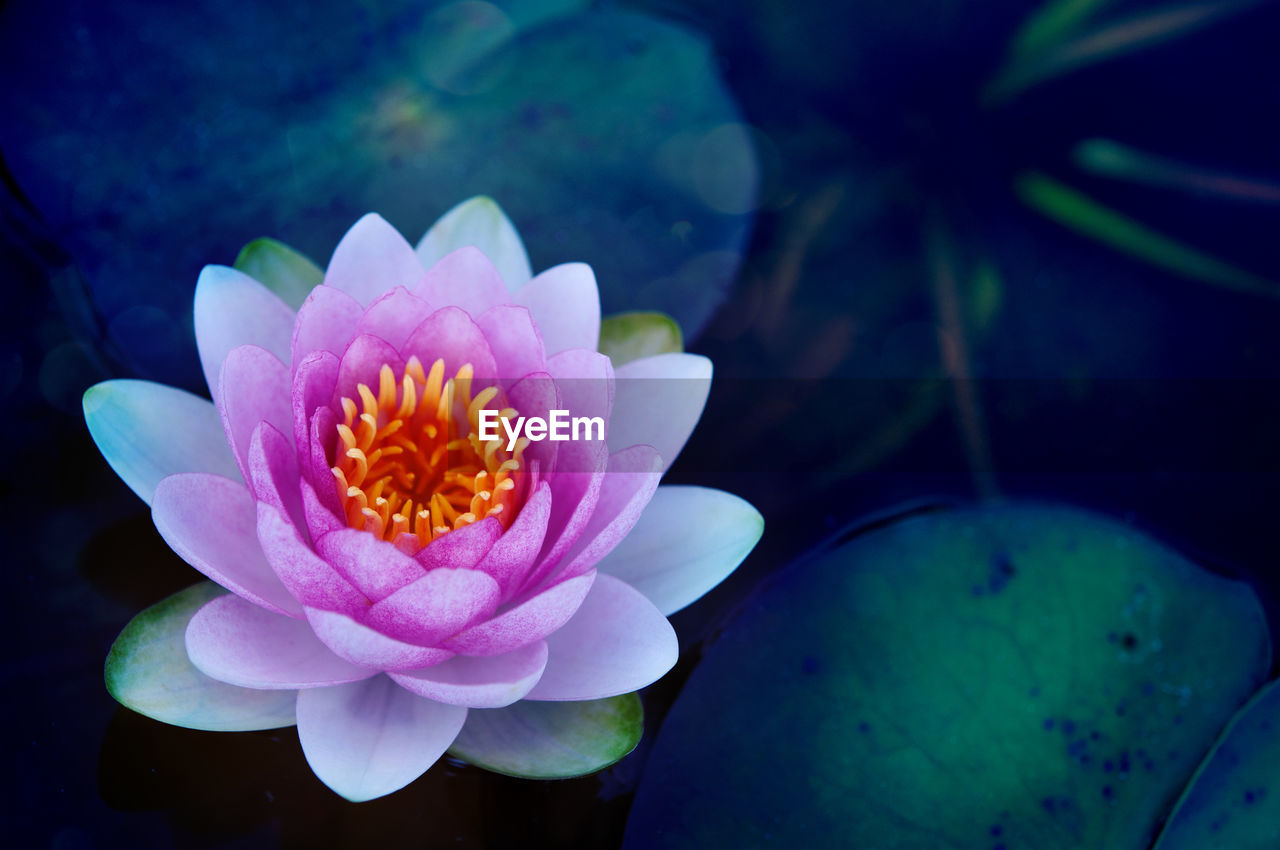 CLOSE-UP OF PINK LOTUS WATER LILY