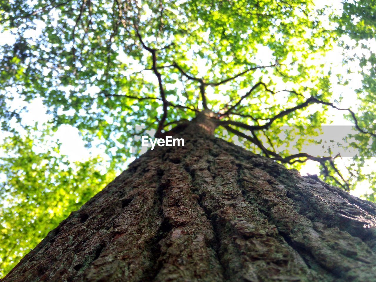 LOW ANGLE VIEW OF TREE IN FOREST