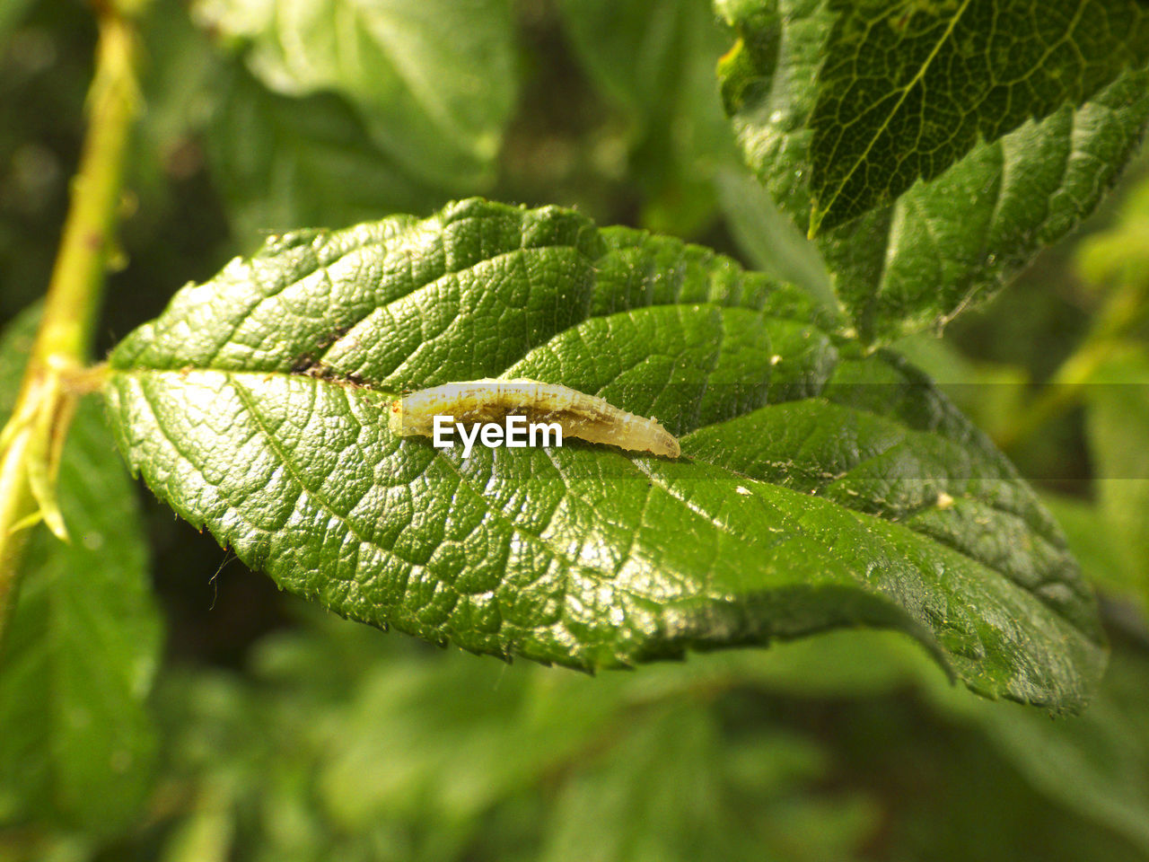 CLOSE-UP OF GREEN LEAF