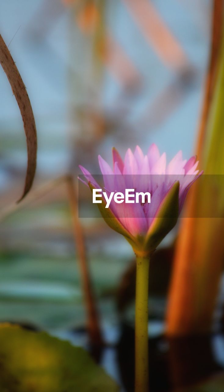 CLOSE-UP OF PINK FLOWER BLOOMING OUTDOORS