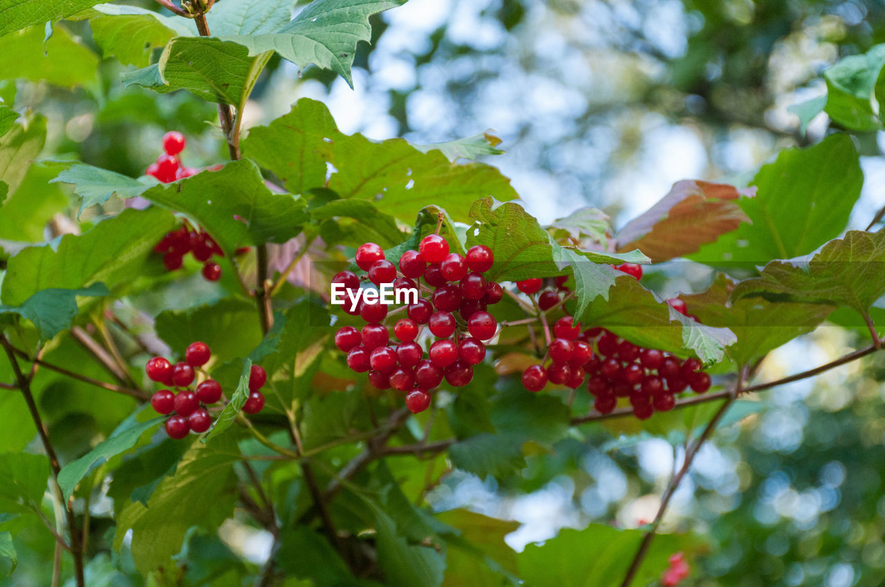 Low angle view of red currant growing outdoors