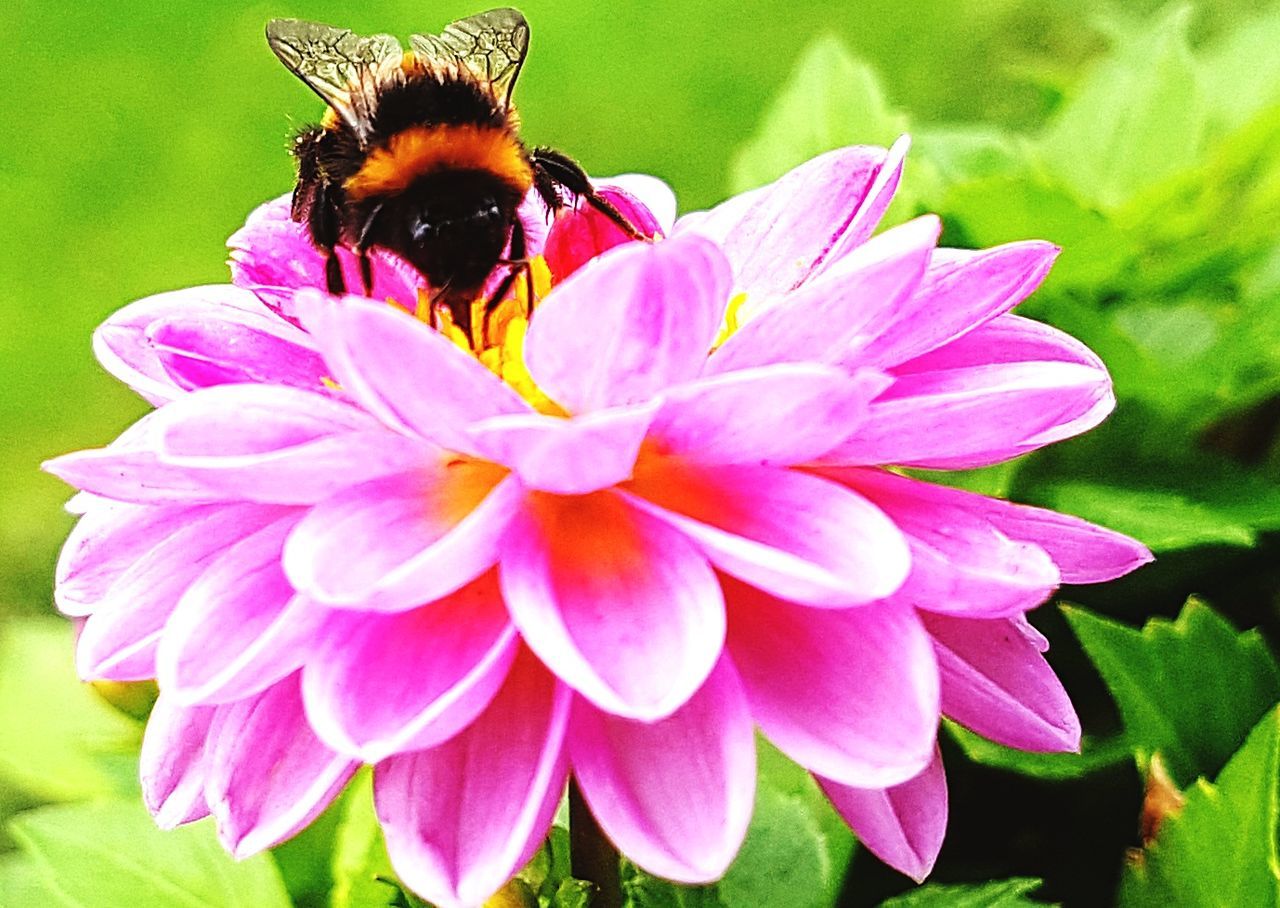 CLOSE-UP OF HONEY BEE ON PINK FLOWER