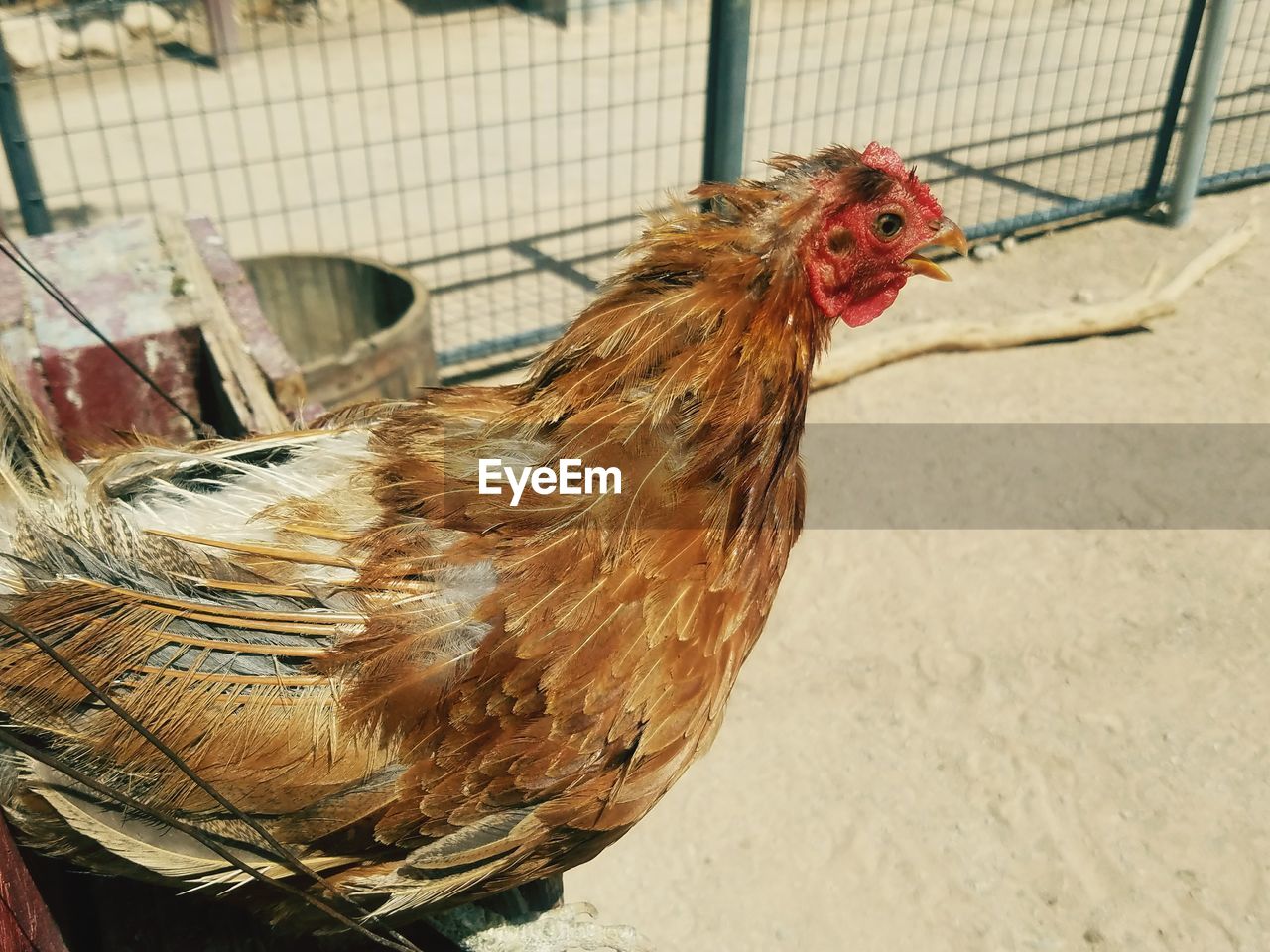 CLOSE-UP OF ROOSTER IN ZOO