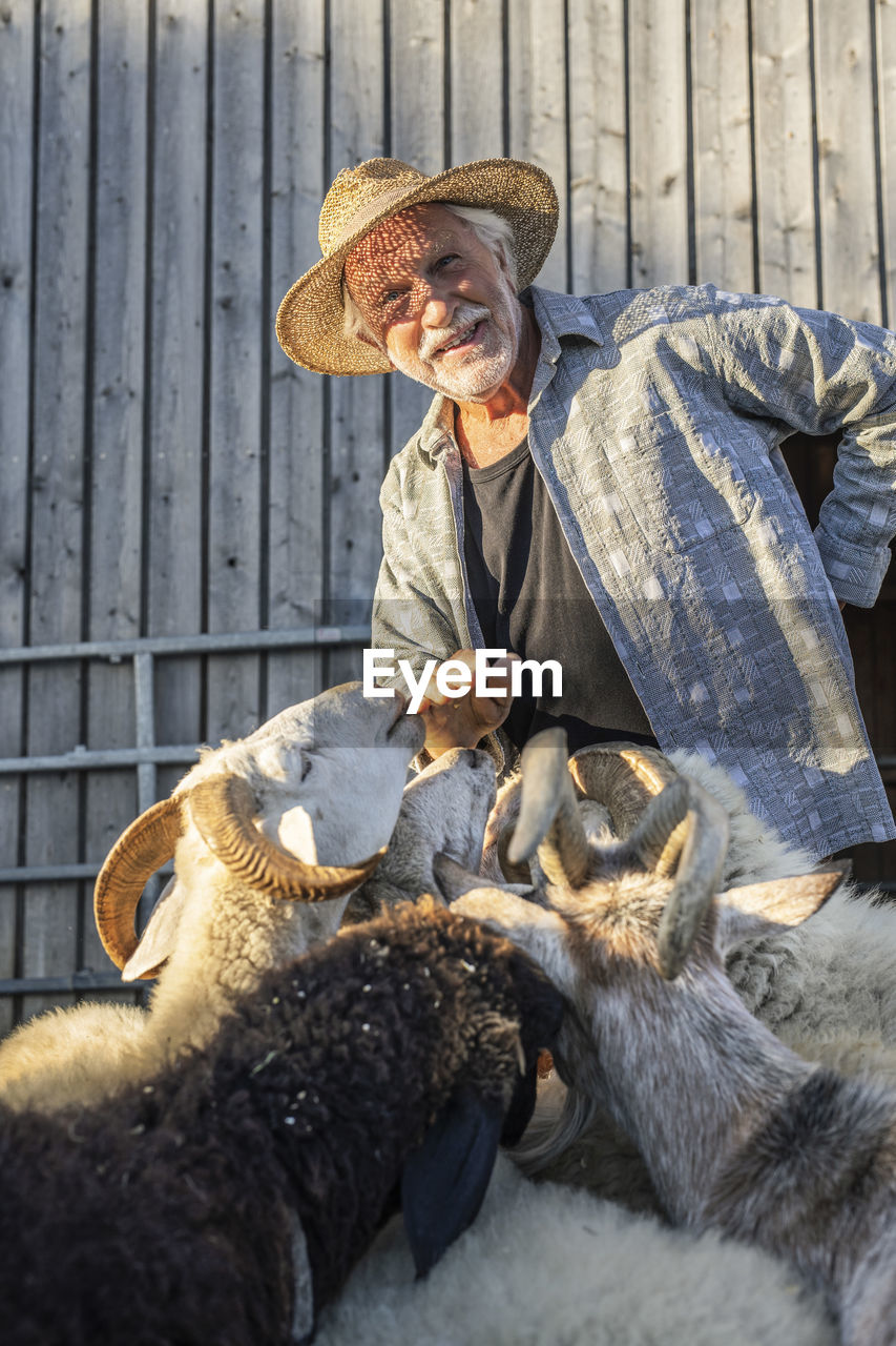 Senior farmer having fun with sheeps at farm