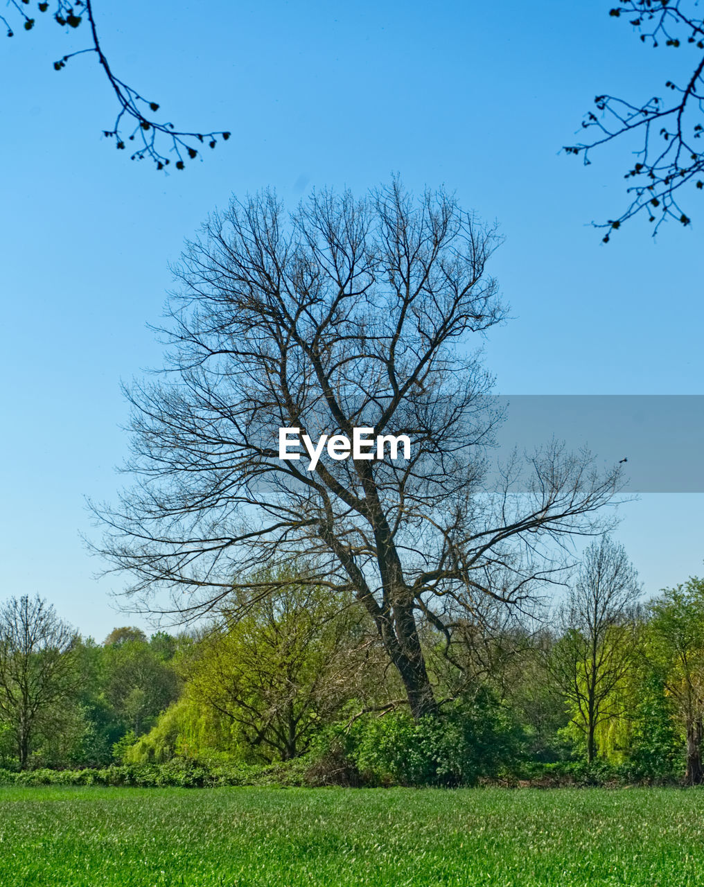 BARE TREE IN FIELD AGAINST SKY