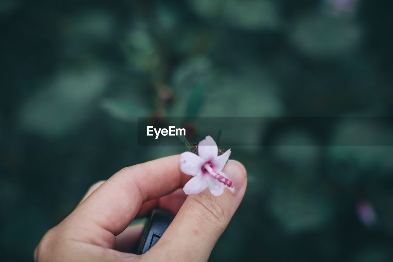 Close-up of hand holding small flower