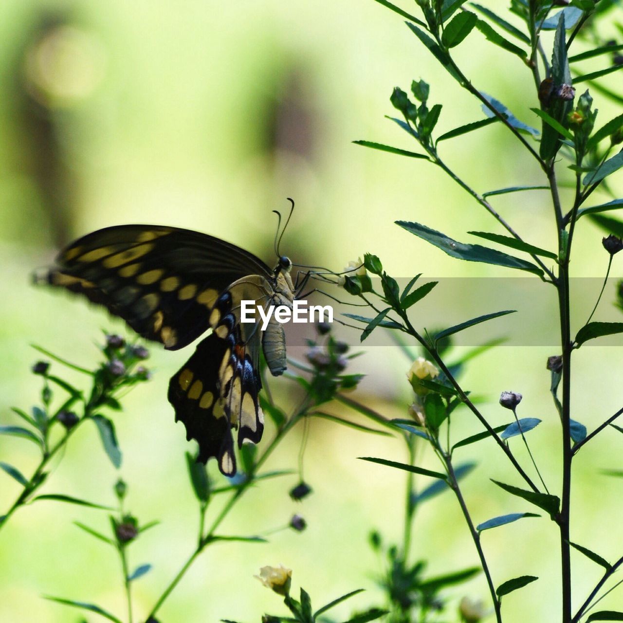 BUTTERFLY ON FLOWER