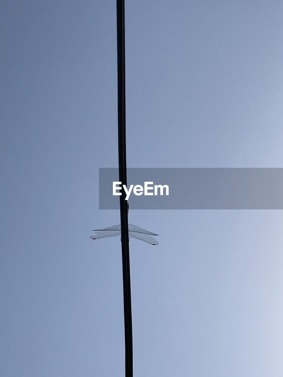 LOW ANGLE VIEW OF A BIRD ON POLE