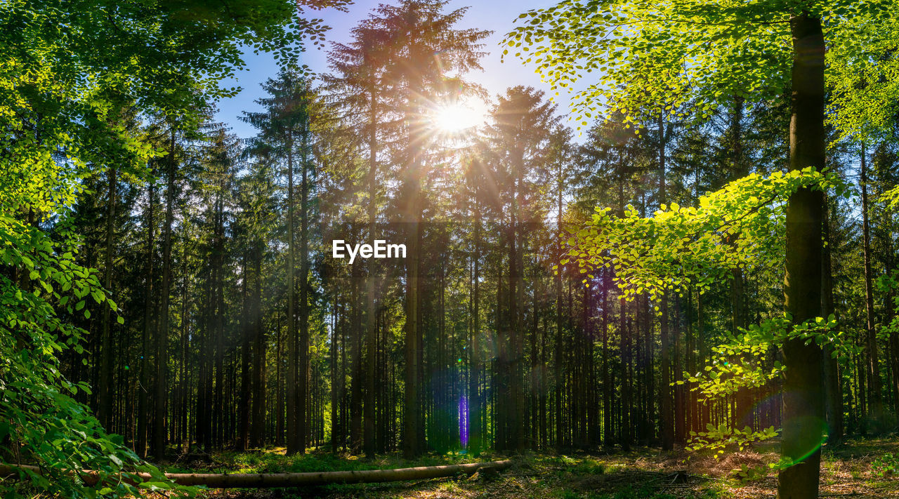 SUNLIGHT STREAMING THROUGH TREE IN FOREST