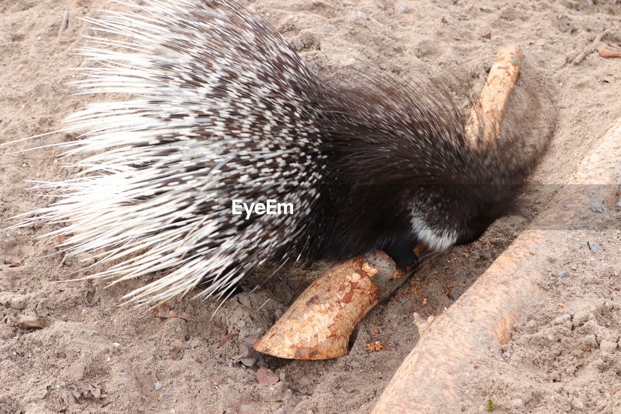 HIGH ANGLE VIEW OF ANIMAL EATING