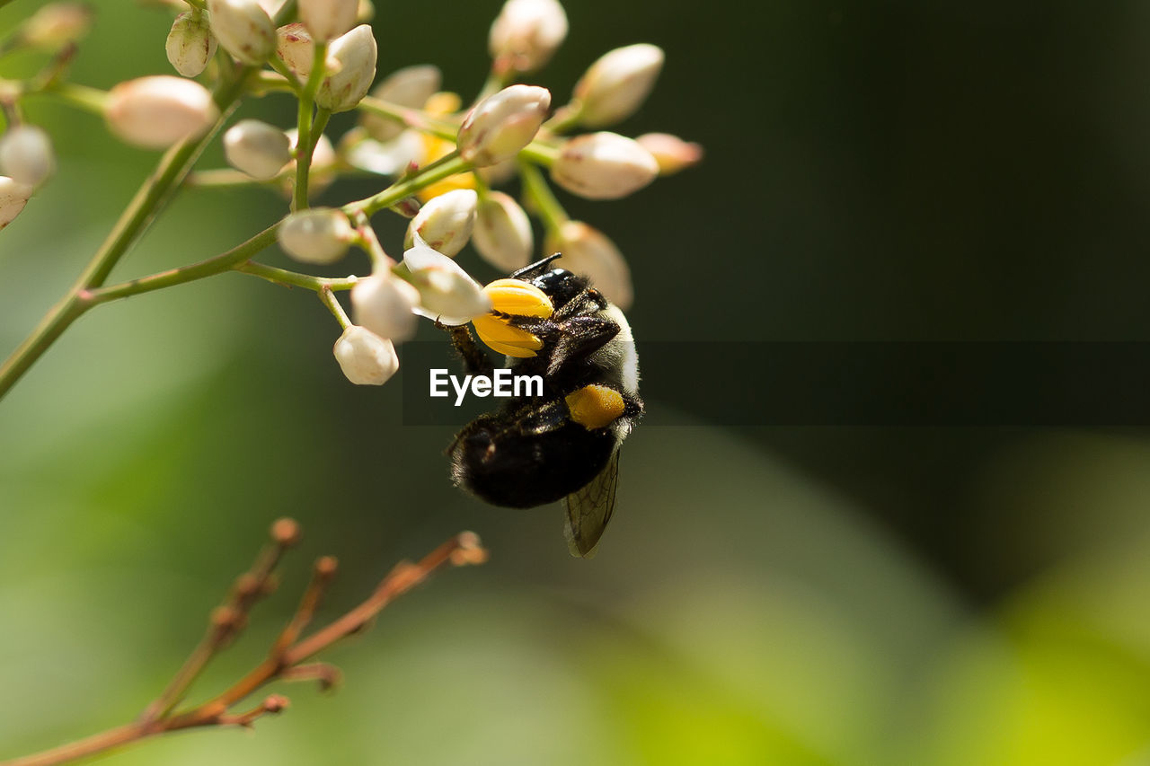 Close-up of bumble bee pollinating on flower bud