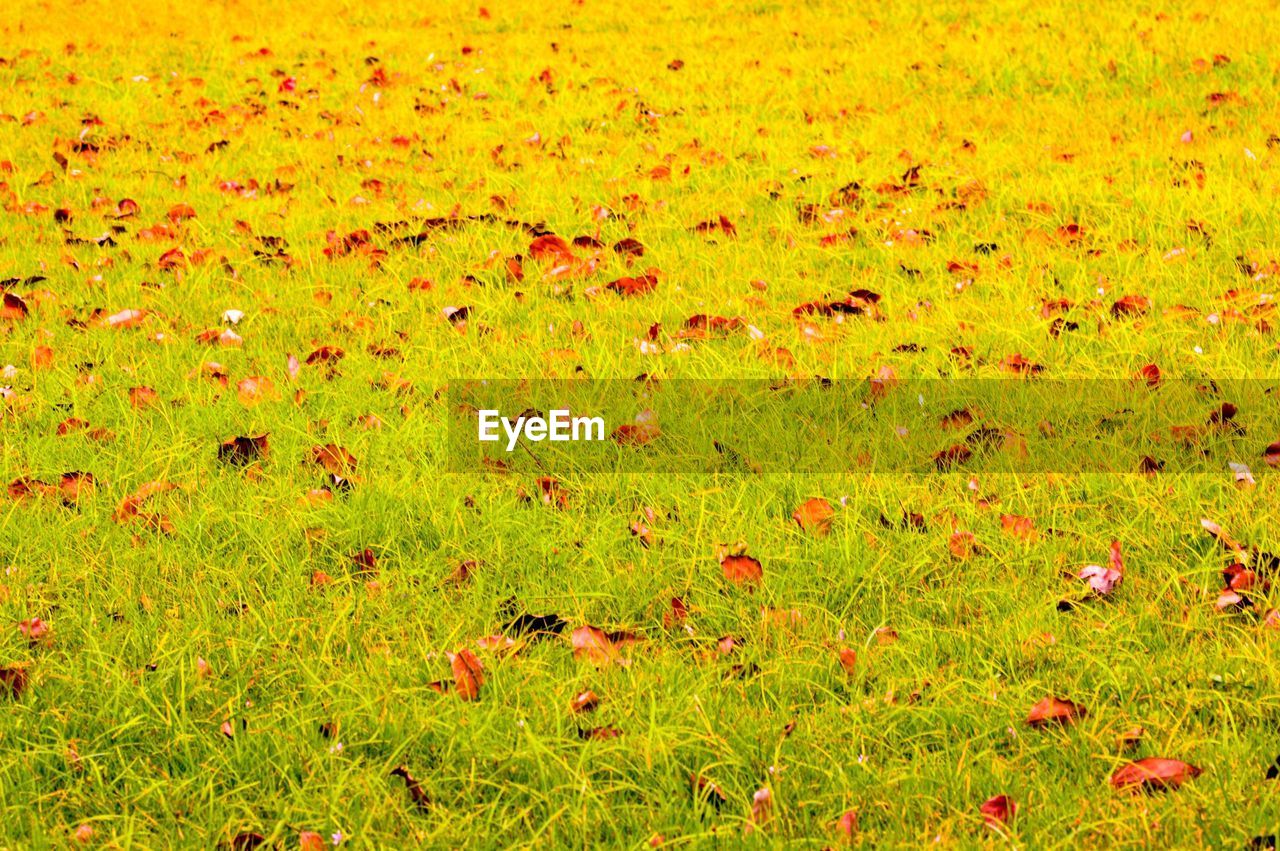 FULL FRAME SHOT OF GRASS ON FIELD