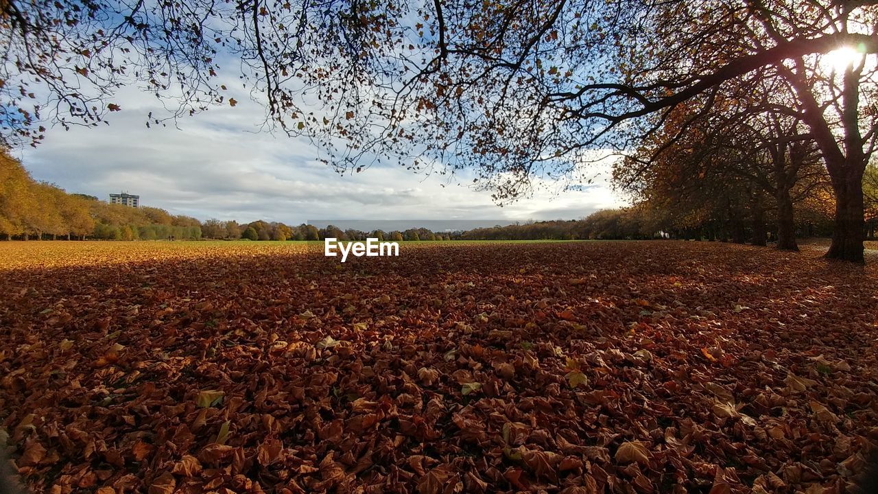 SCENIC VIEW OF FIELD DURING AUTUMN