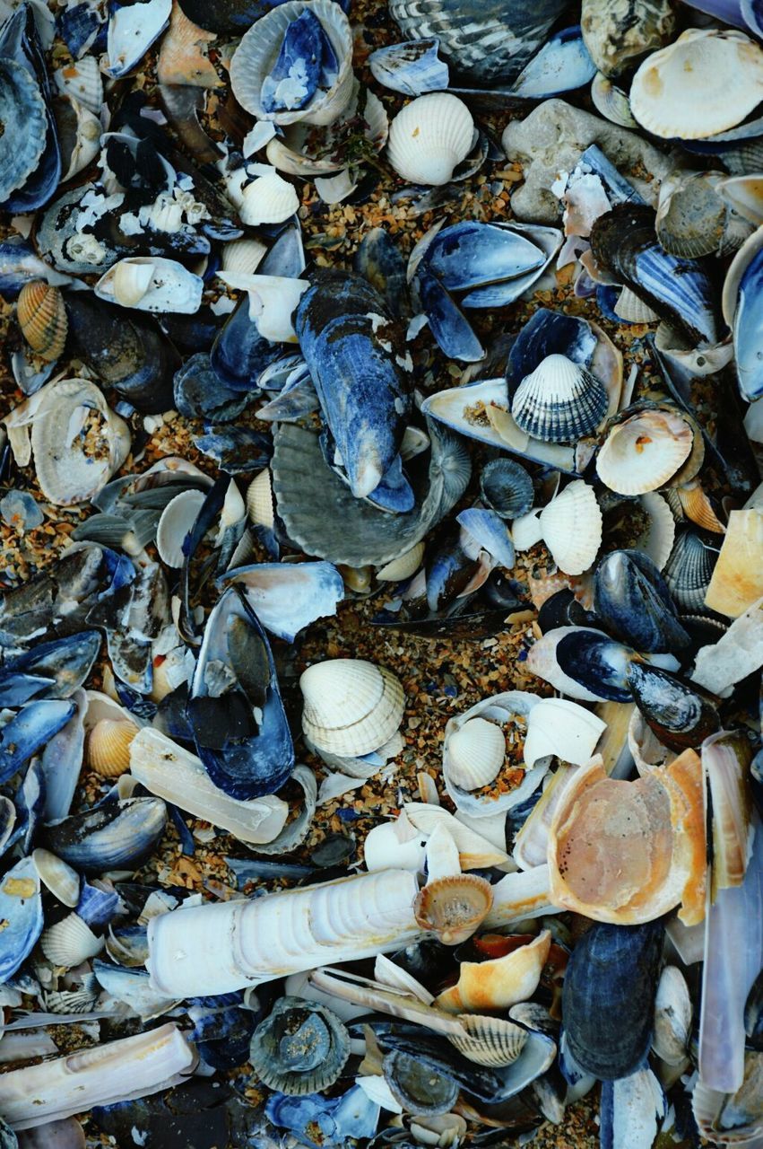 HIGH ANGLE VIEW OF SEASHELL AT BEACH