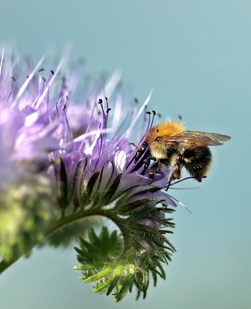 CLOSE-UP OF BEE POLLINATING ON THISTLE