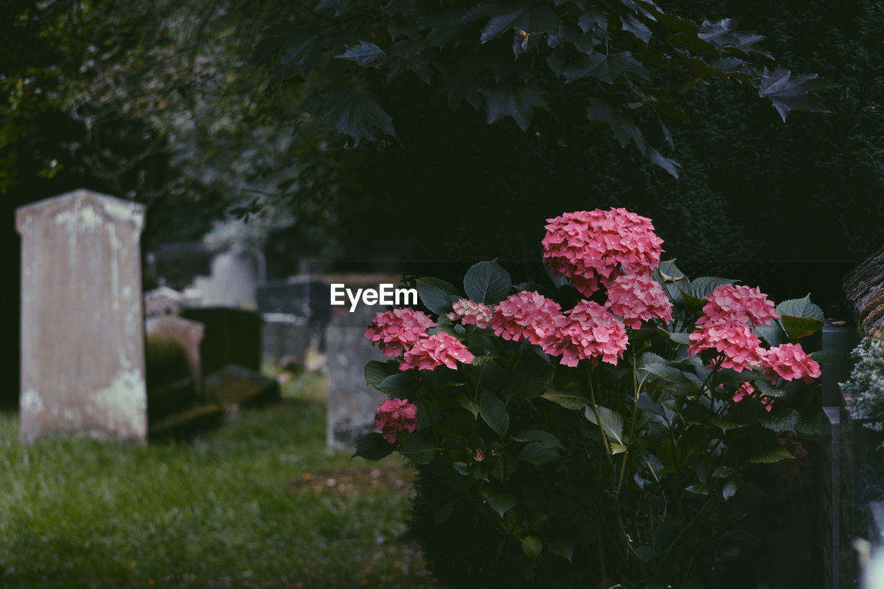 Pink hydrangeas growing in cemetery