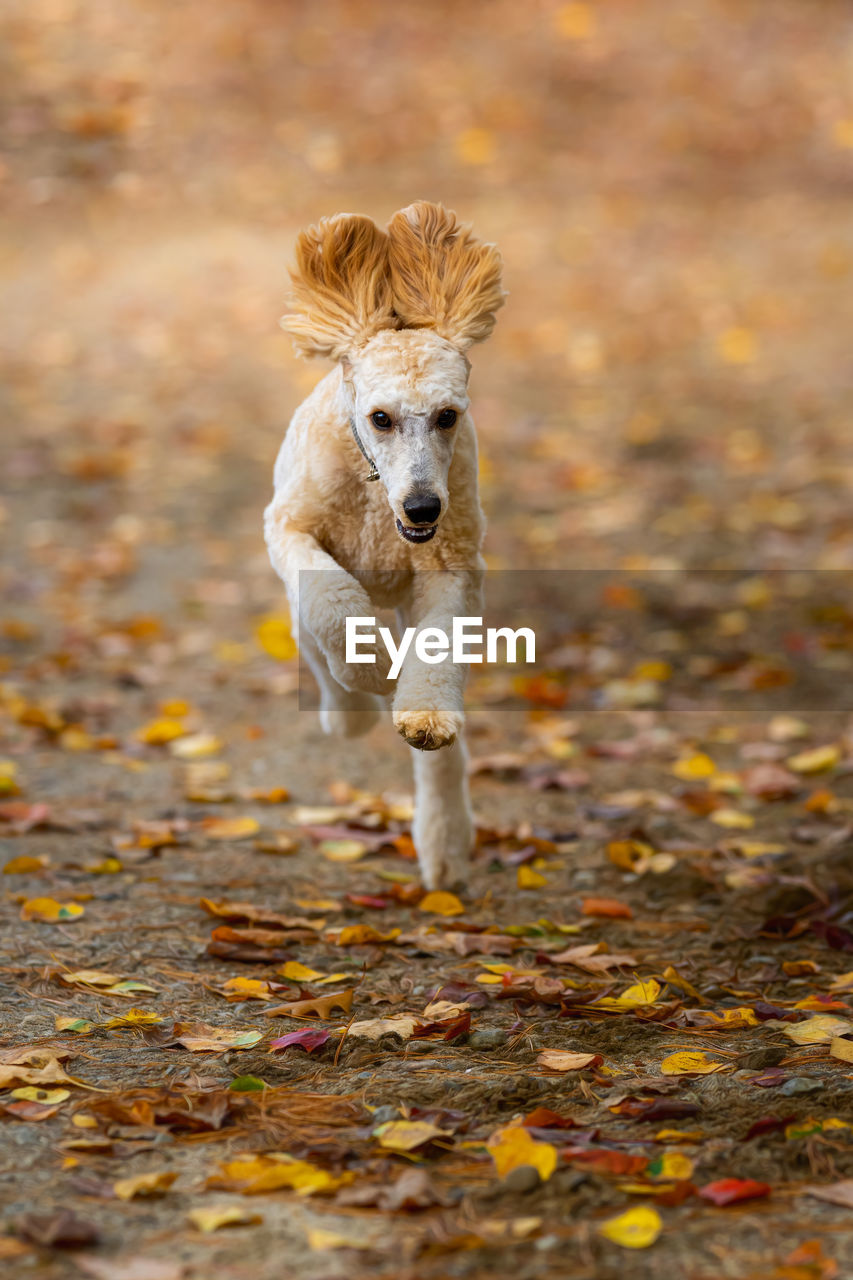 Portrait of dog running on street during autumn