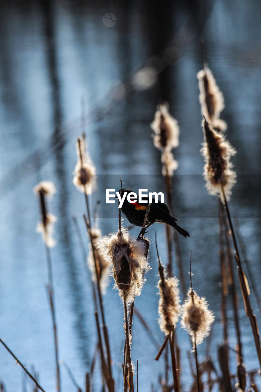 nature, winter, plant, no people, focus on foreground, close-up, flower, bird, branch, macro photography, reflection, day, leaf, beauty in nature, animal wildlife, animal, wildlife, animal themes, outdoors, plant stem, insect, dry, growth, twig, selective focus, cattail