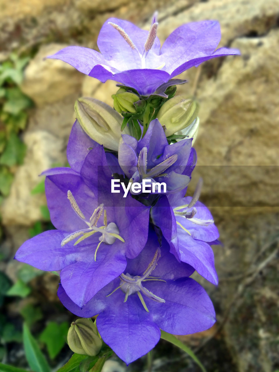 flowering plant, flower, plant, purple, beauty in nature, freshness, fragility, close-up, petal, growth, inflorescence, nature, flower head, focus on foreground, no people, wildflower, day, outdoors, iris, botany, springtime, blossom, plant part, leaf